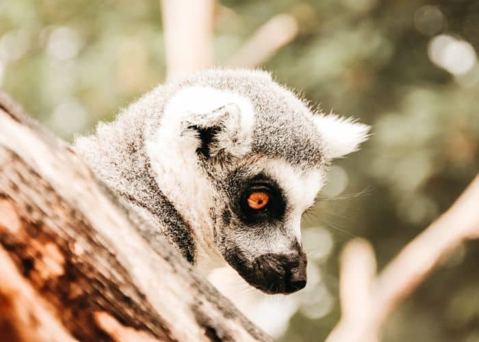 Volontariat à Madagascar
