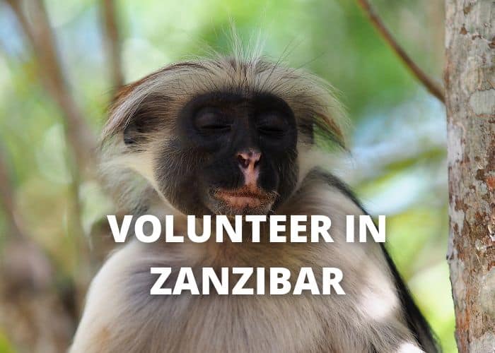 Volunteer Zanzibar 42 Volunteer Zanzibar