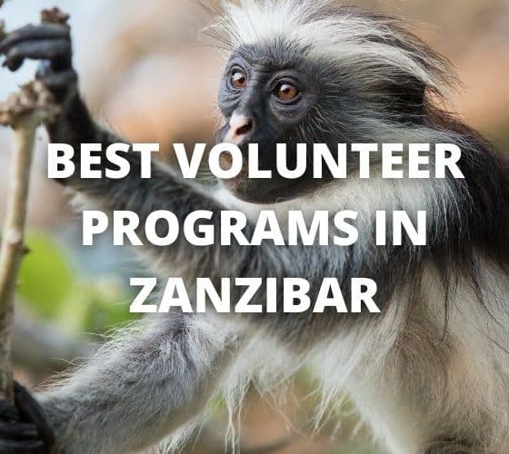Best Volunteer Programs in Zanzibar