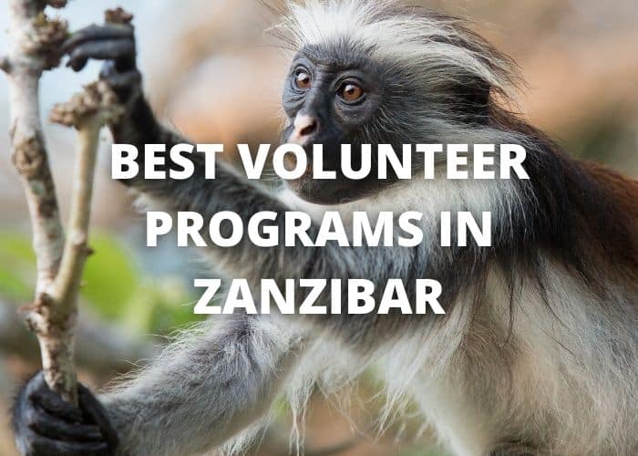 Best Volunteer Programs in Zanzibar 41 Best Volunteer Programs in Zanzibar